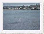1665-Swans St Michaels Mount * 800 x 600 * (58KB)